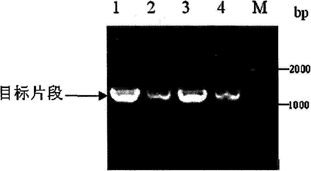 Method for establishing saccharomyces integrated gene mutation library based on in vivo homologous recombination