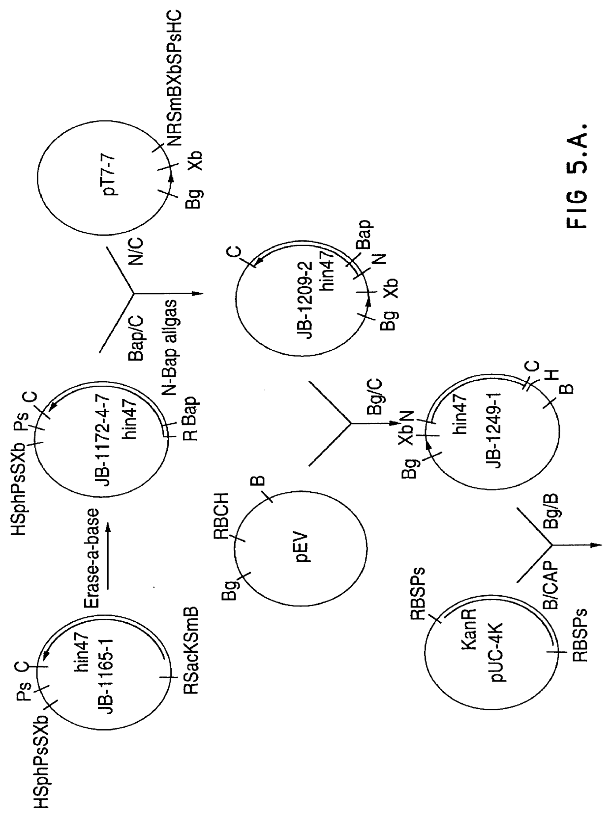 Analog of haemophilus Hin47 with reduced protease activity