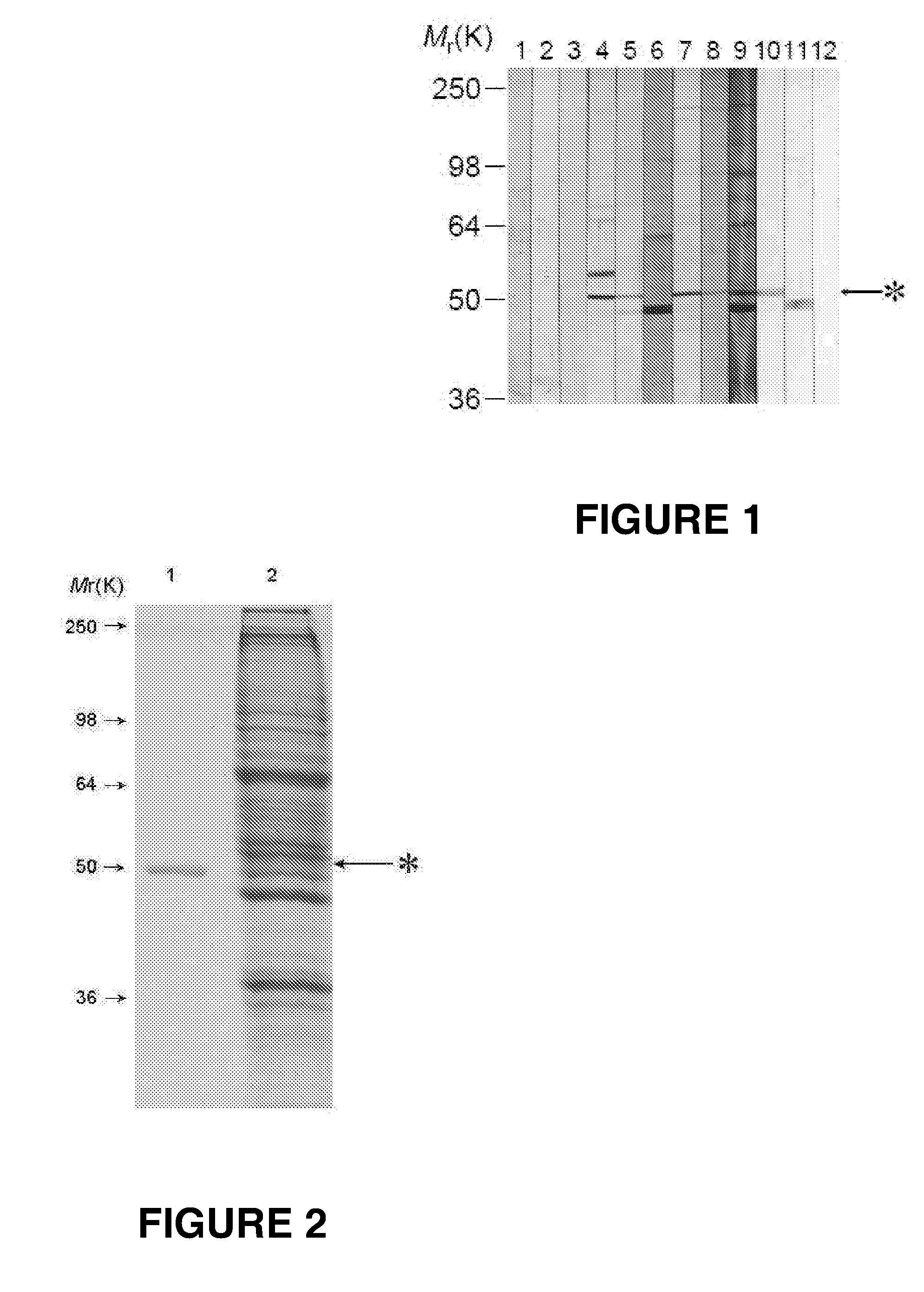 Composition for Prevention, Treatment, and Diagnosis of Chronic Inflammatory Airway Diseases