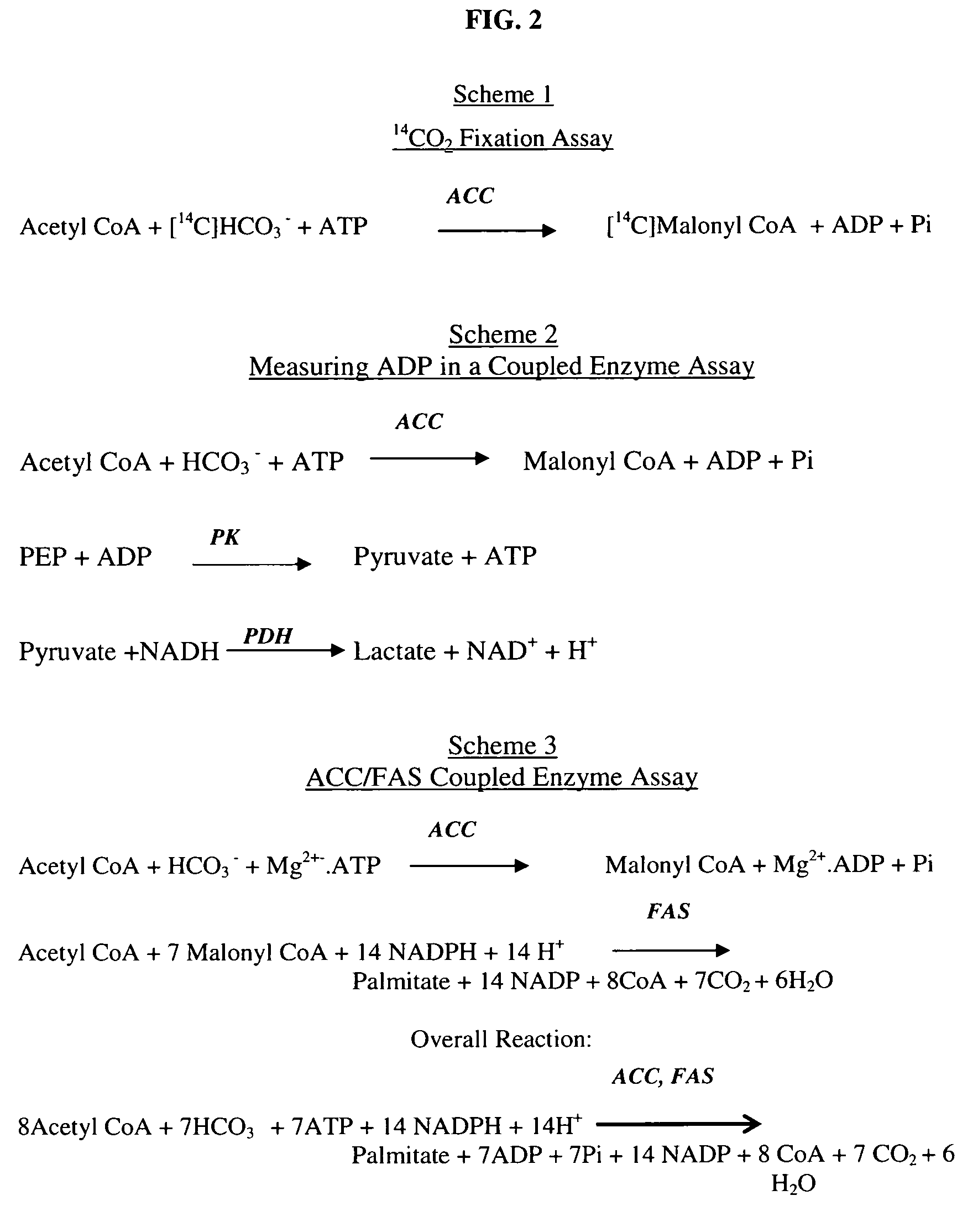 Scintillation proximity assay method of measuring acetyl CoA carboxylase enzyme activity