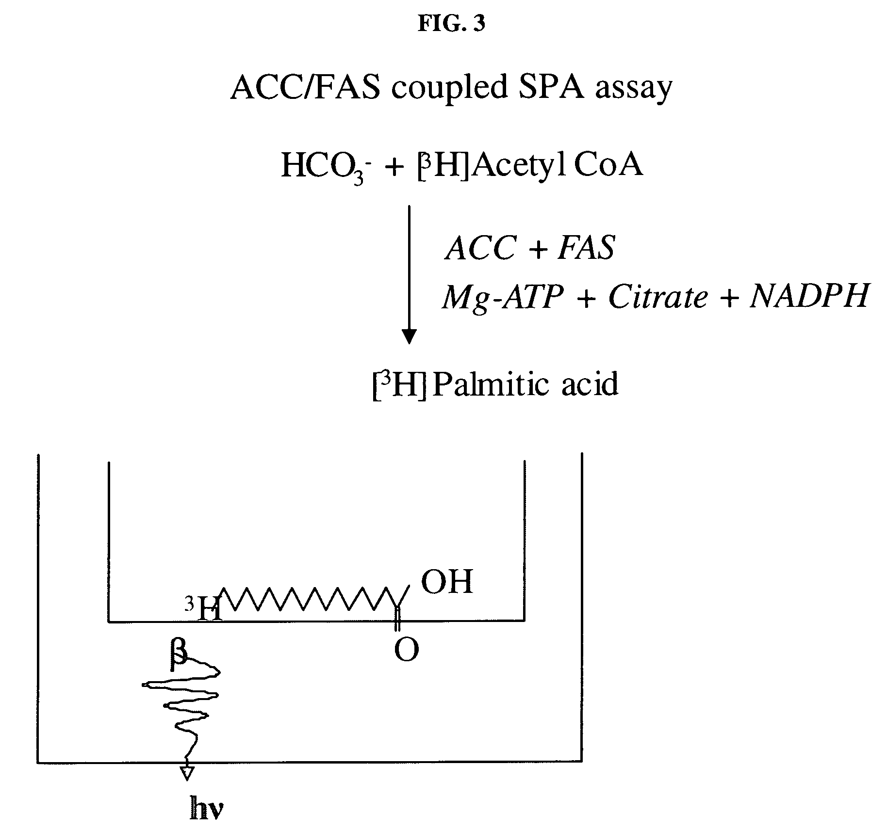 Scintillation proximity assay method of measuring acetyl CoA carboxylase enzyme activity