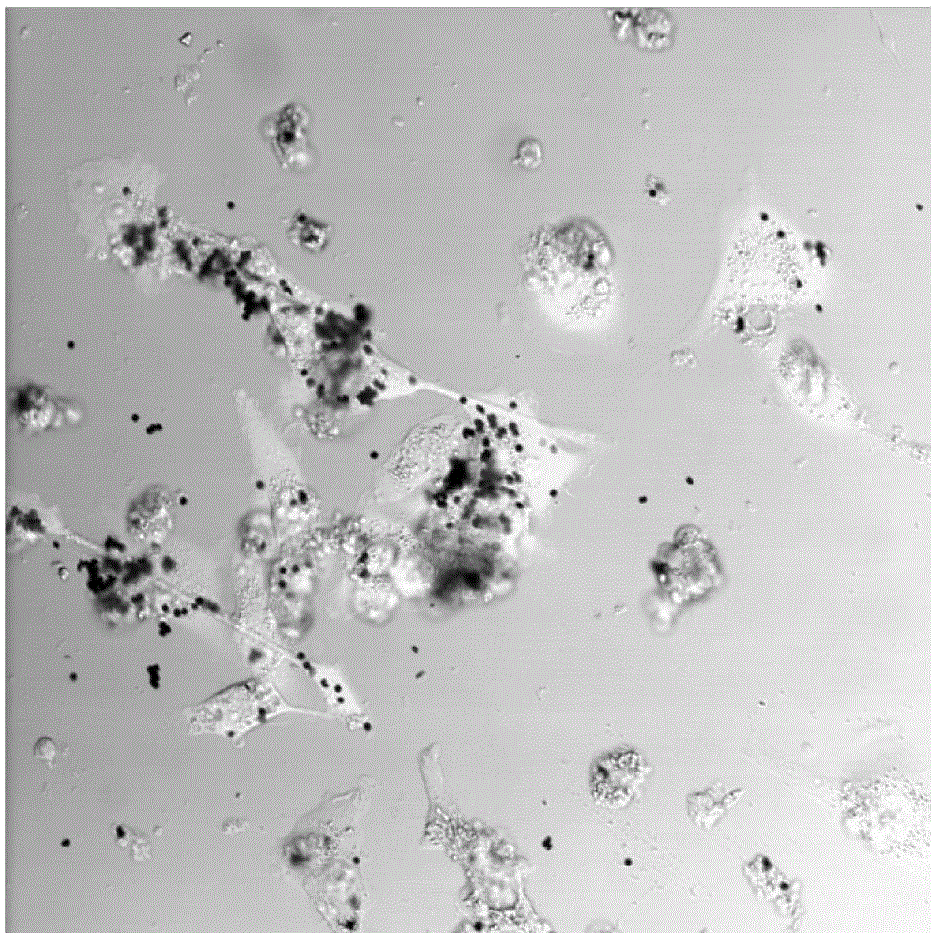 Stem cell mediated magnetic knife and preparation method and application of same