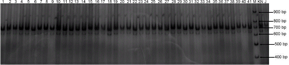 Molecular marker closely linked with major QTL of wheat height and uppermost internode length as well as acquisition method and application of molecular marker