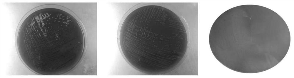 Pediococcus acidilactici separated from Tibetan kefir and application of pediococcus acidilactici in prevention and treatment of rotavirus infection