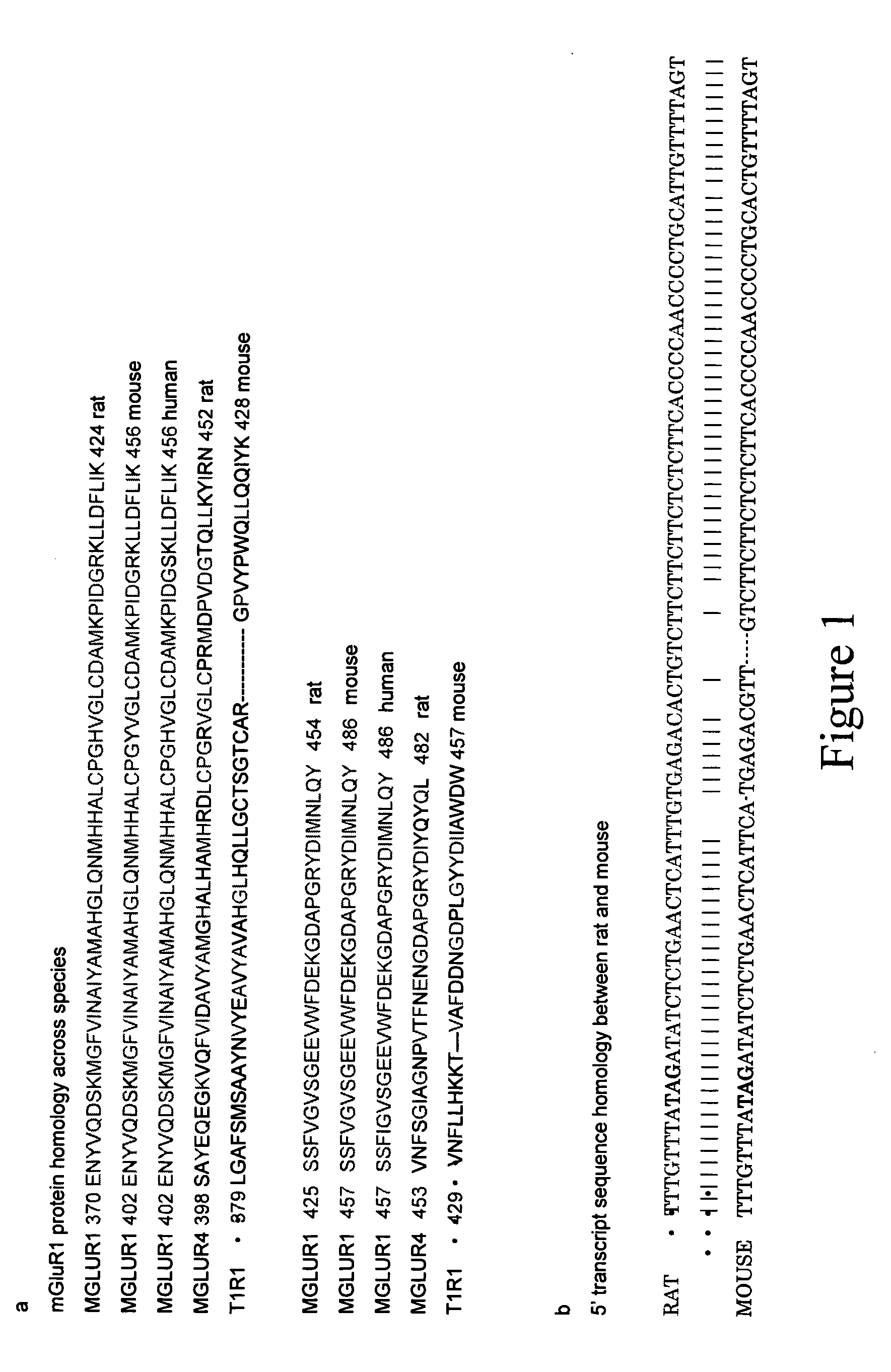 Novel glutamate receptors and utilization thereof