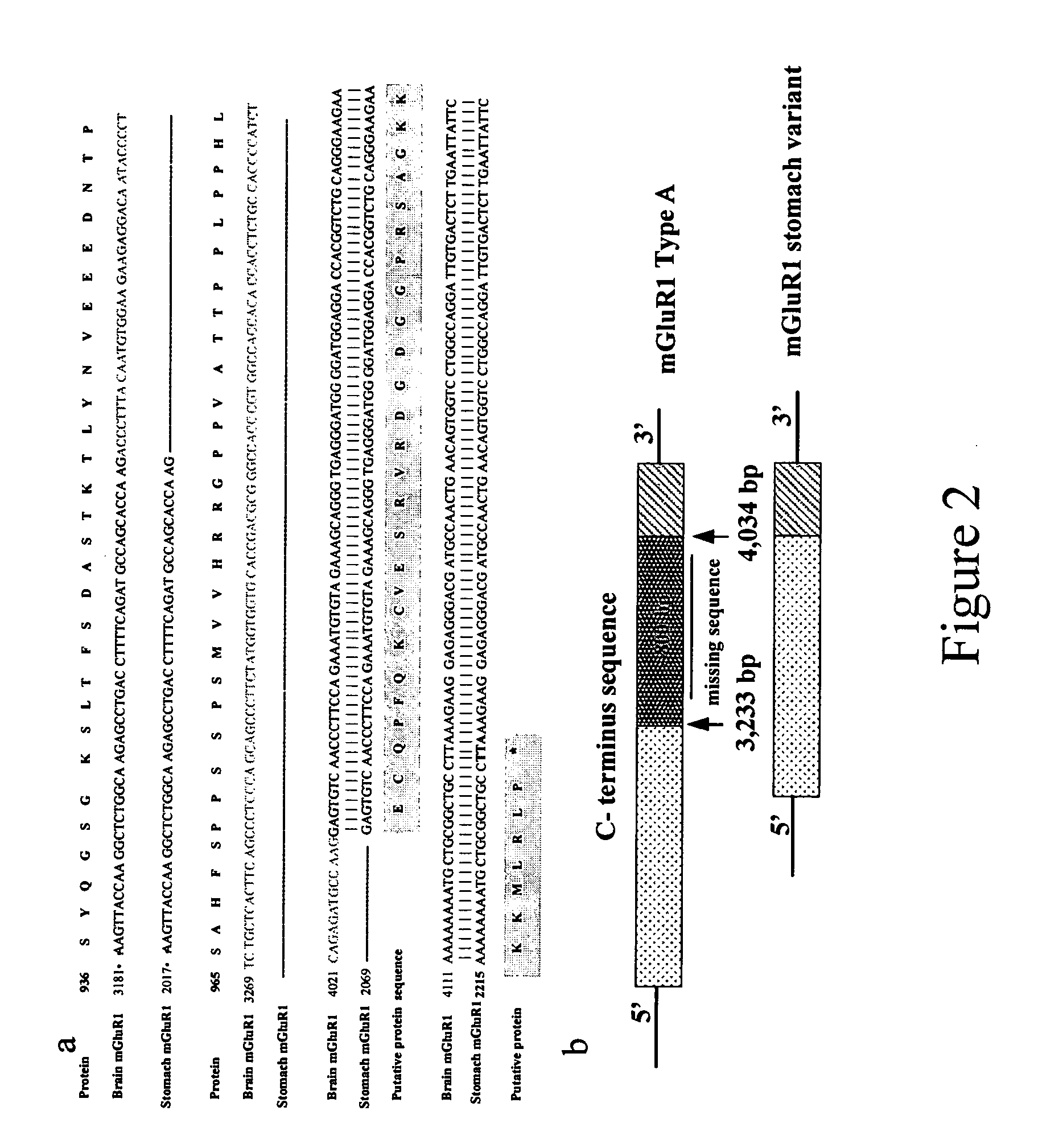 Novel glutamate receptors and utilization thereof