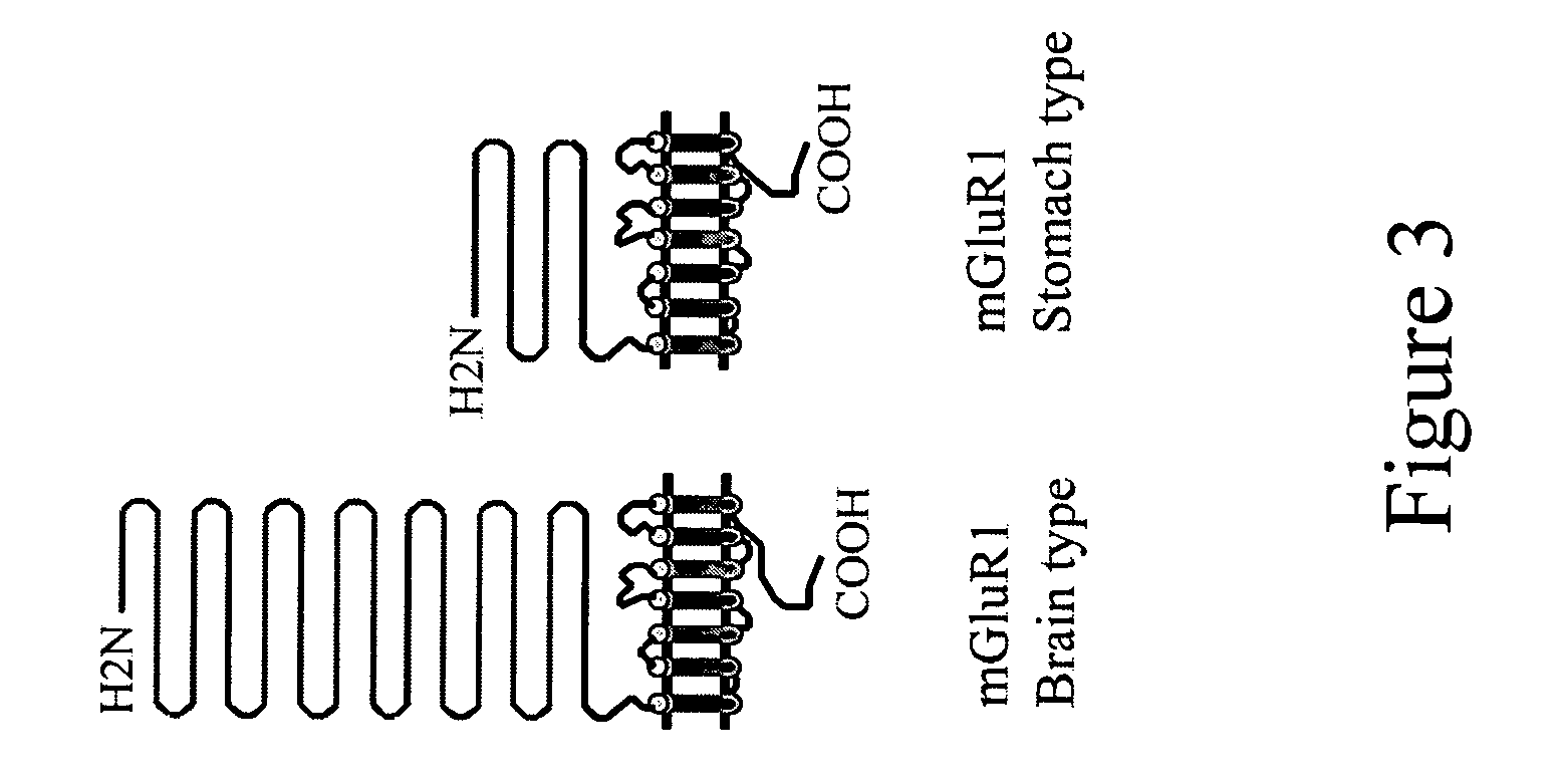 Novel glutamate receptors and utilization thereof