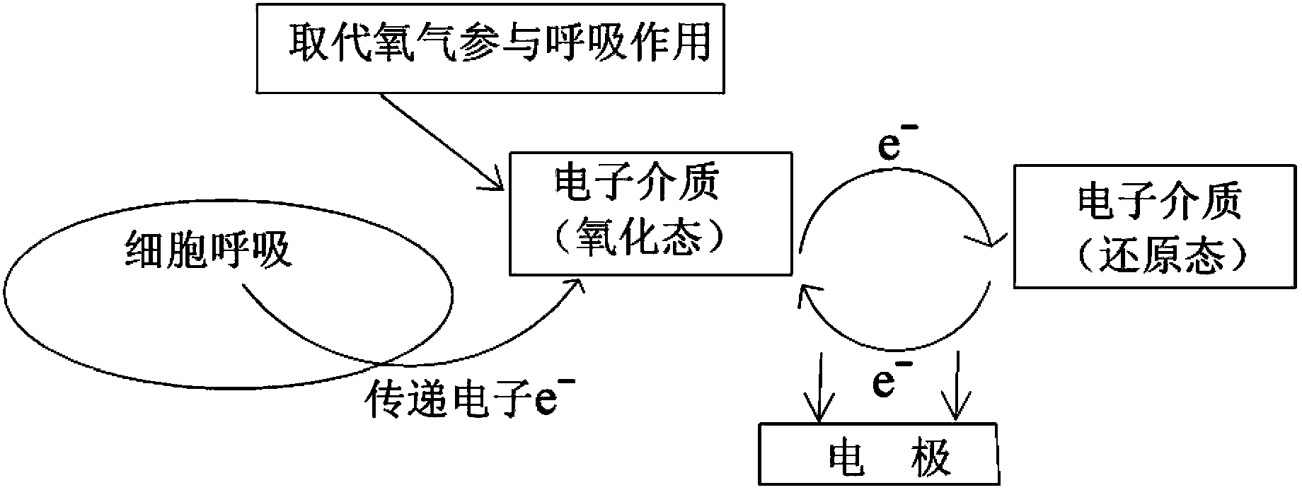 Electrochemical sensor used for instantly monitoring and detecting water biotoxicity, and apparatus thereof