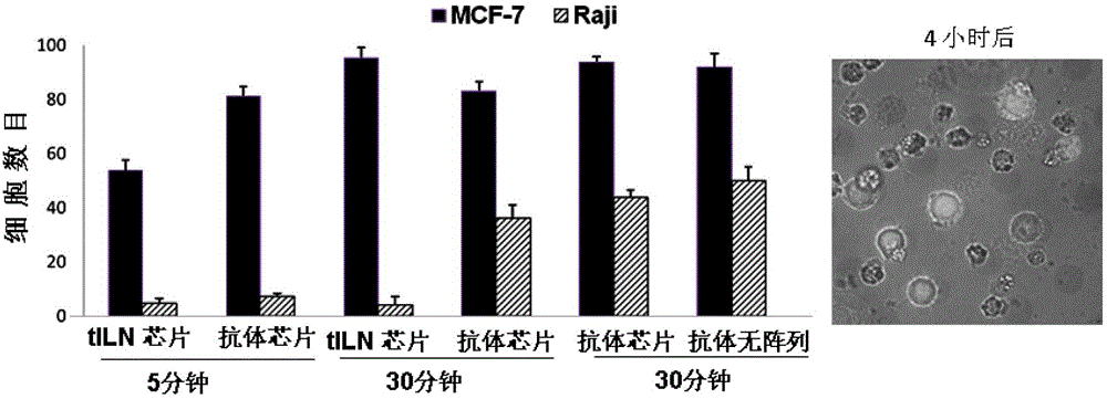 An immunoliposome biochip, its preparation method and its application in biological detection