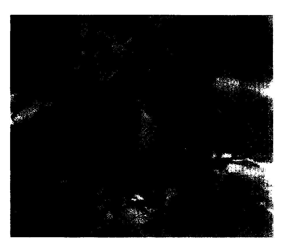 Tissue culture method for increasing multiplication coefficient of catalpa bungei