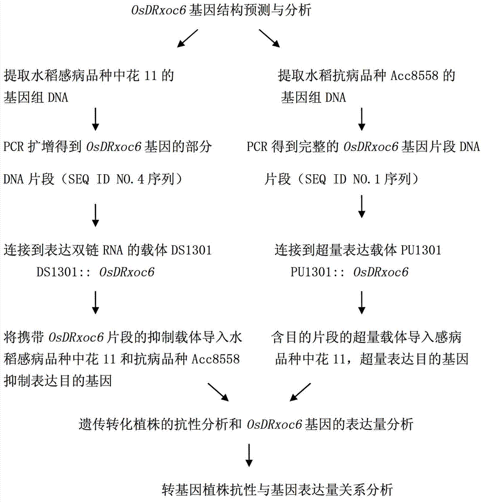 Paddy bacterial leaf streak resistance-related gene OsDRxoc6