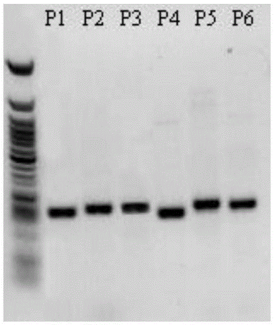 Multi-PCR primer for detecting beta-mediterranean anemia mutation based on next-generation sequencing technology and method and application