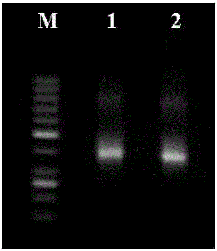 Multi-PCR primer for detecting beta-mediterranean anemia mutation based on next-generation sequencing technology and method and application