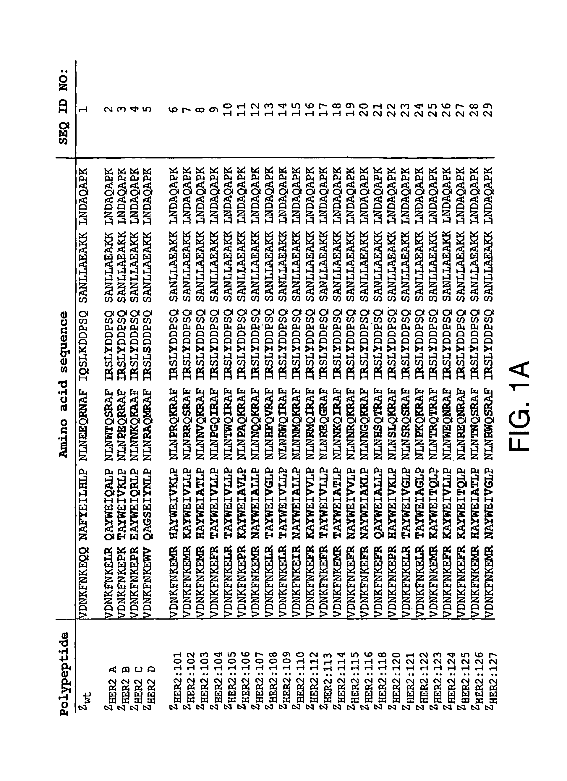 Polypeptides having binding affinity for HER2