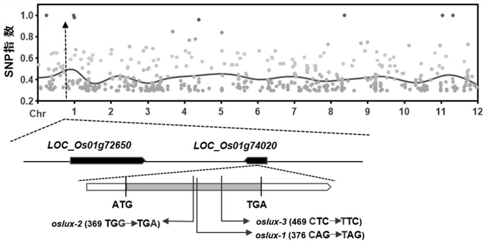 Application of gene OsLUX in promoting rice heading and improving plant disease resistance