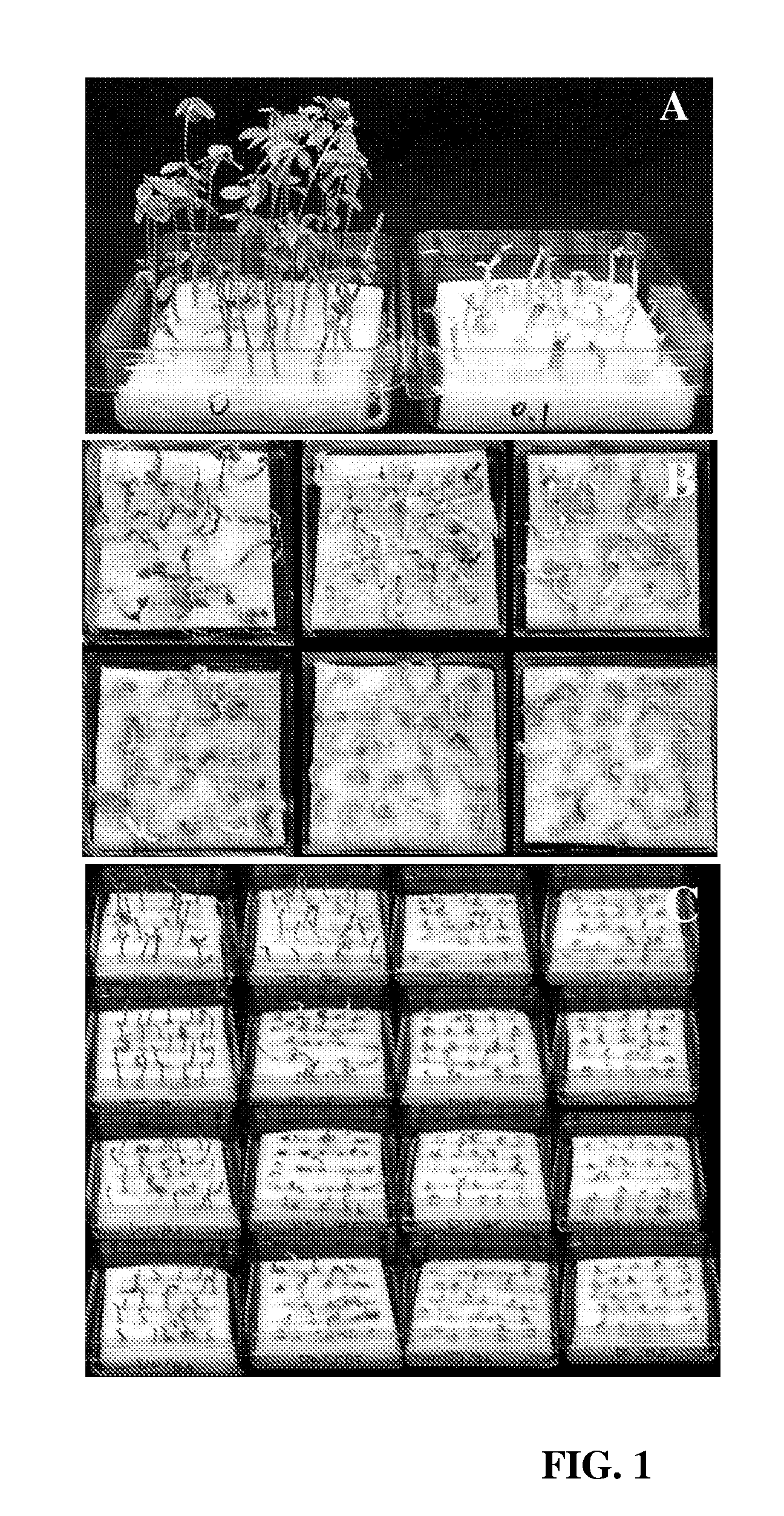 Method for selection of transformed cells