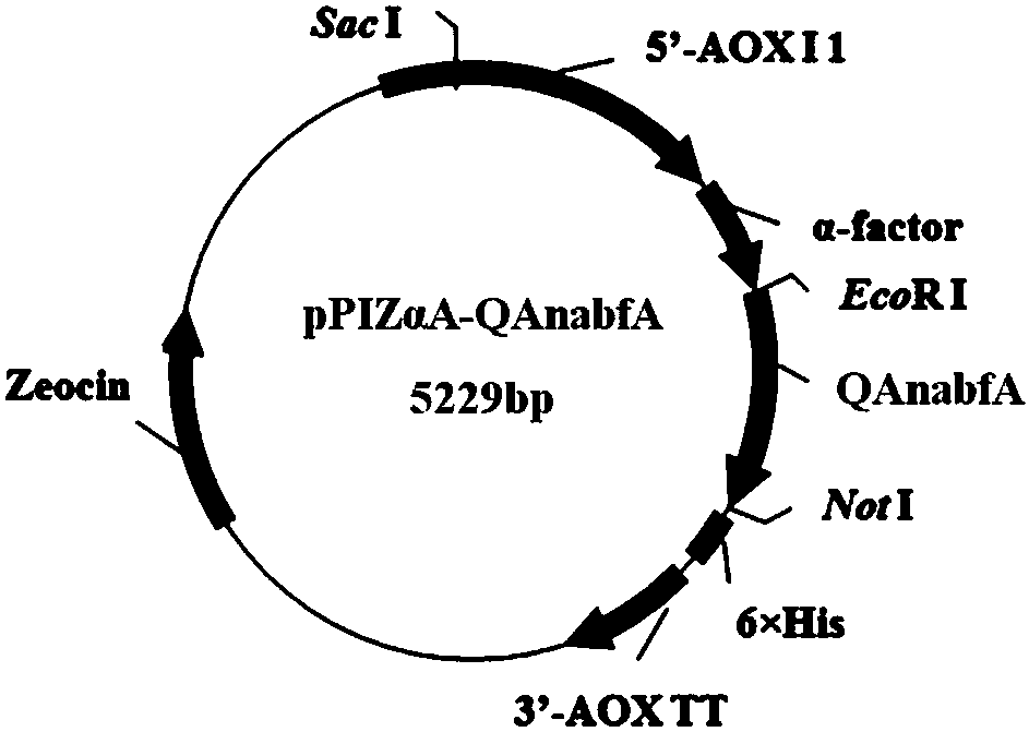 alpha-L-arabinofuranosidase capable of improving filtration performance of wort