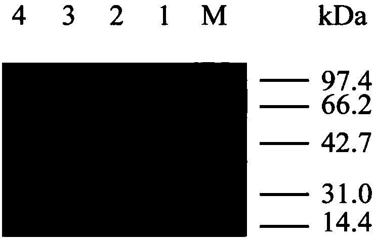 alpha-L-arabinofuranosidase capable of improving filtration performance of wort