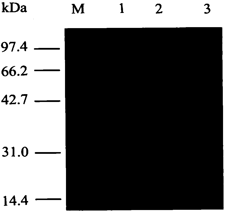 alpha-L-arabinofuranosidase capable of improving filtration performance of wort