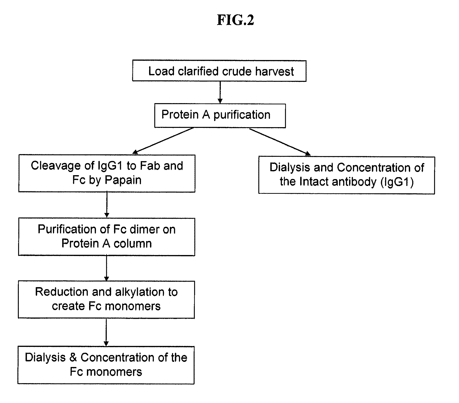 Low fucose cell lines and uses thereof