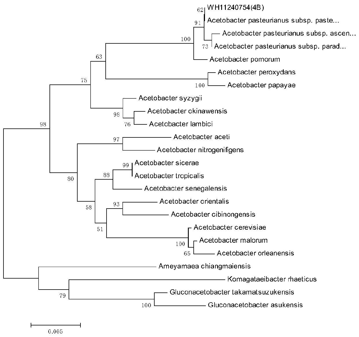 Acetobacter pasteurianus for converting ethyl alcohol into acetic acid and application thereof in fruit vinegar brewing