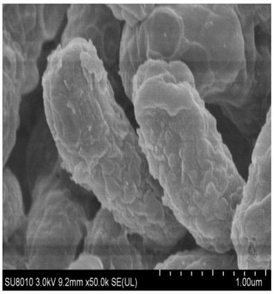 Lysinibacillus fusiformis ZJB-17006 and application thereof