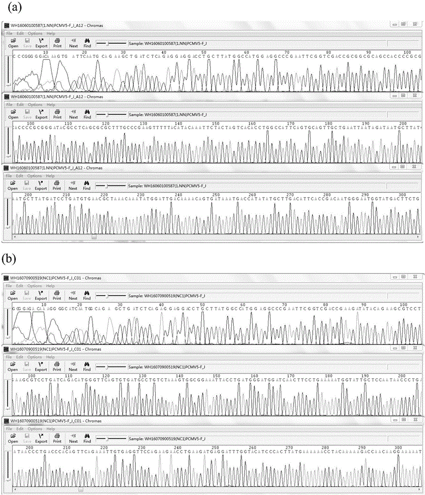 Nonradioactive labeling immunoprecipitation method for detecting NXP2 autoantibody of inflammatory myopathies and application