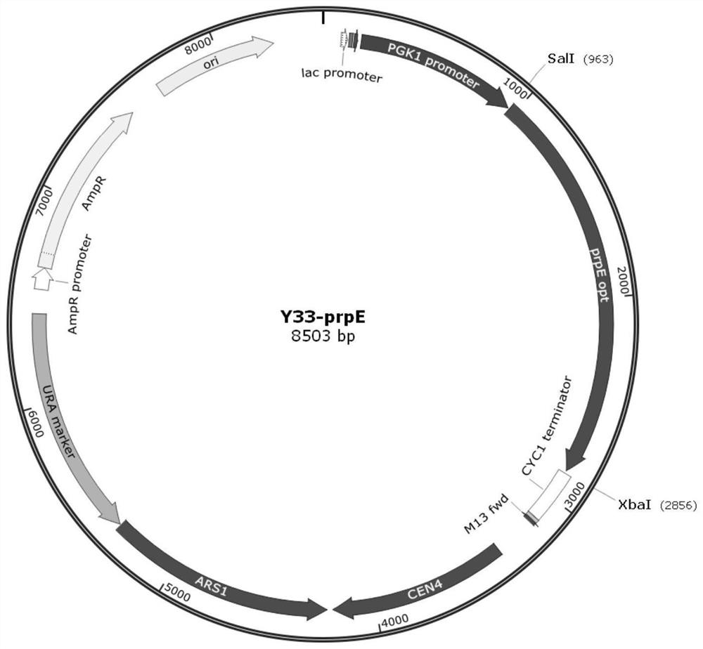 Recombinant plasmid combination, genetically modified saccharomycetes and method for producing odd-chain fatty acid