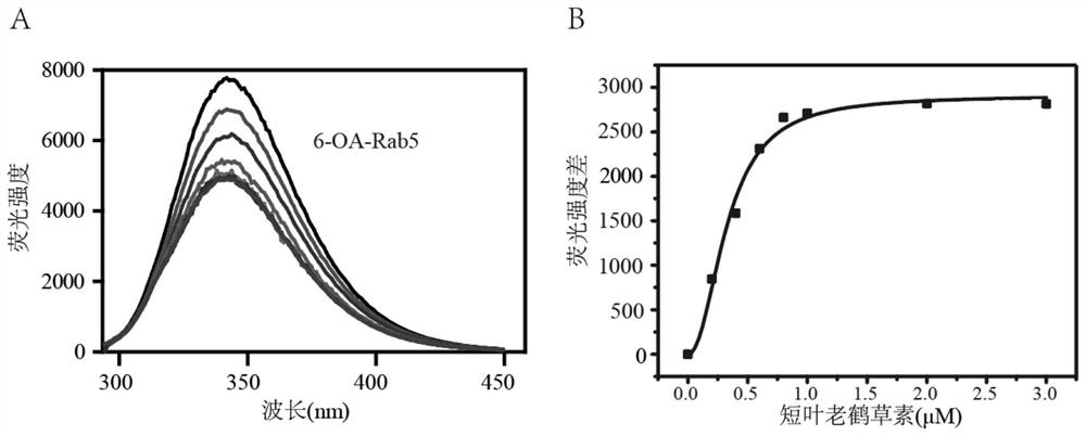 Application of erodium brevifolium element in preparation of Rab5 protein inhibitor