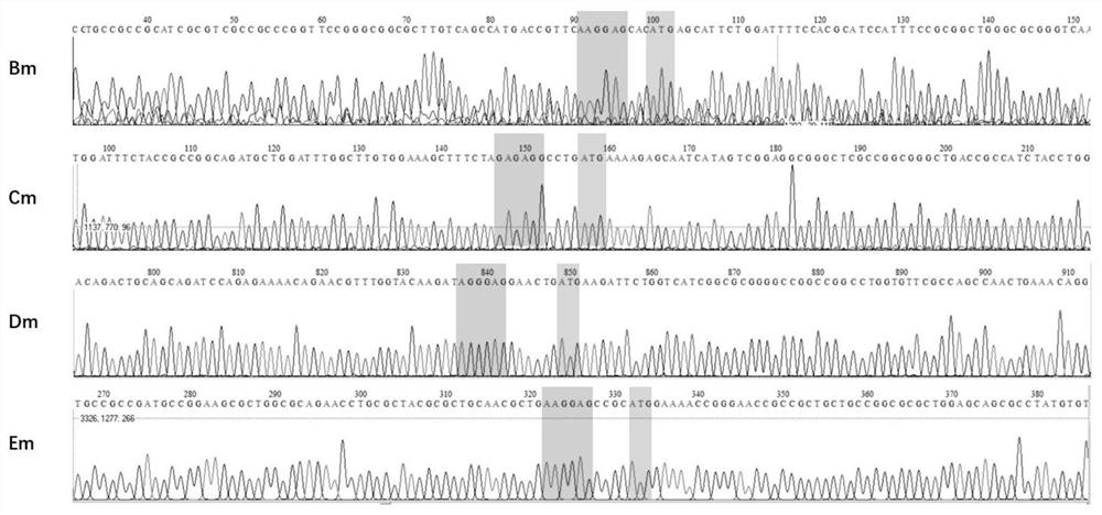 Genetically modified purple bacteriocin biosynthesis gene cluster, recombinant expression vector, engineered bacteria and their applications