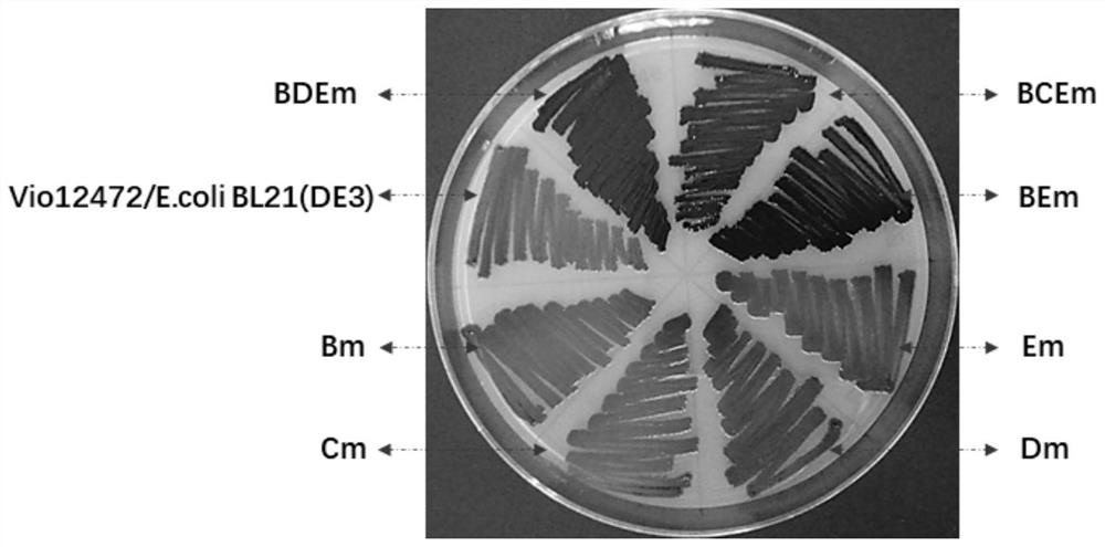 Genetically modified purple bacteriocin biosynthesis gene cluster, recombinant expression vector, engineered bacteria and their applications