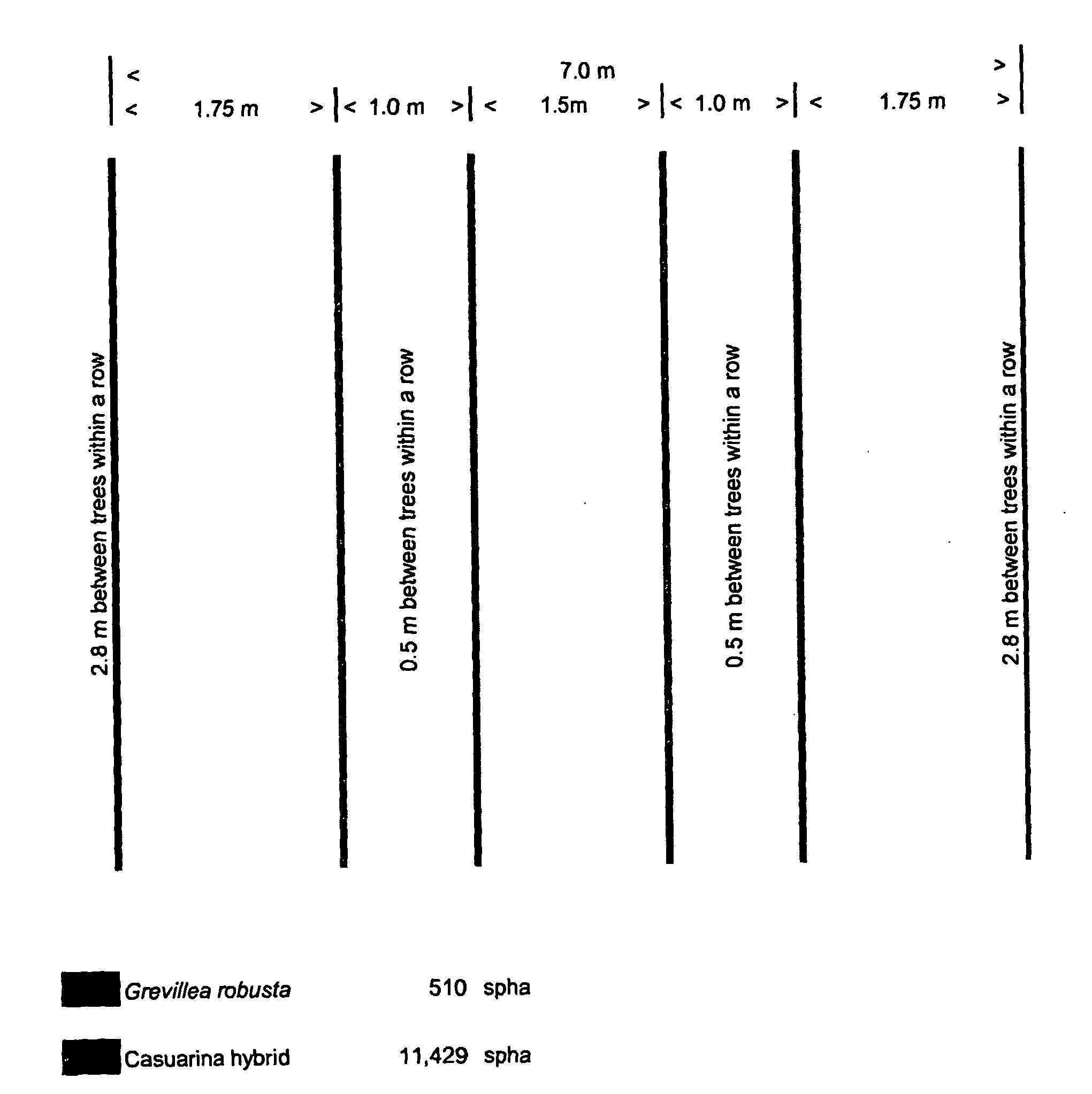 Method of cultivating a biomass using the plant genus casuarina