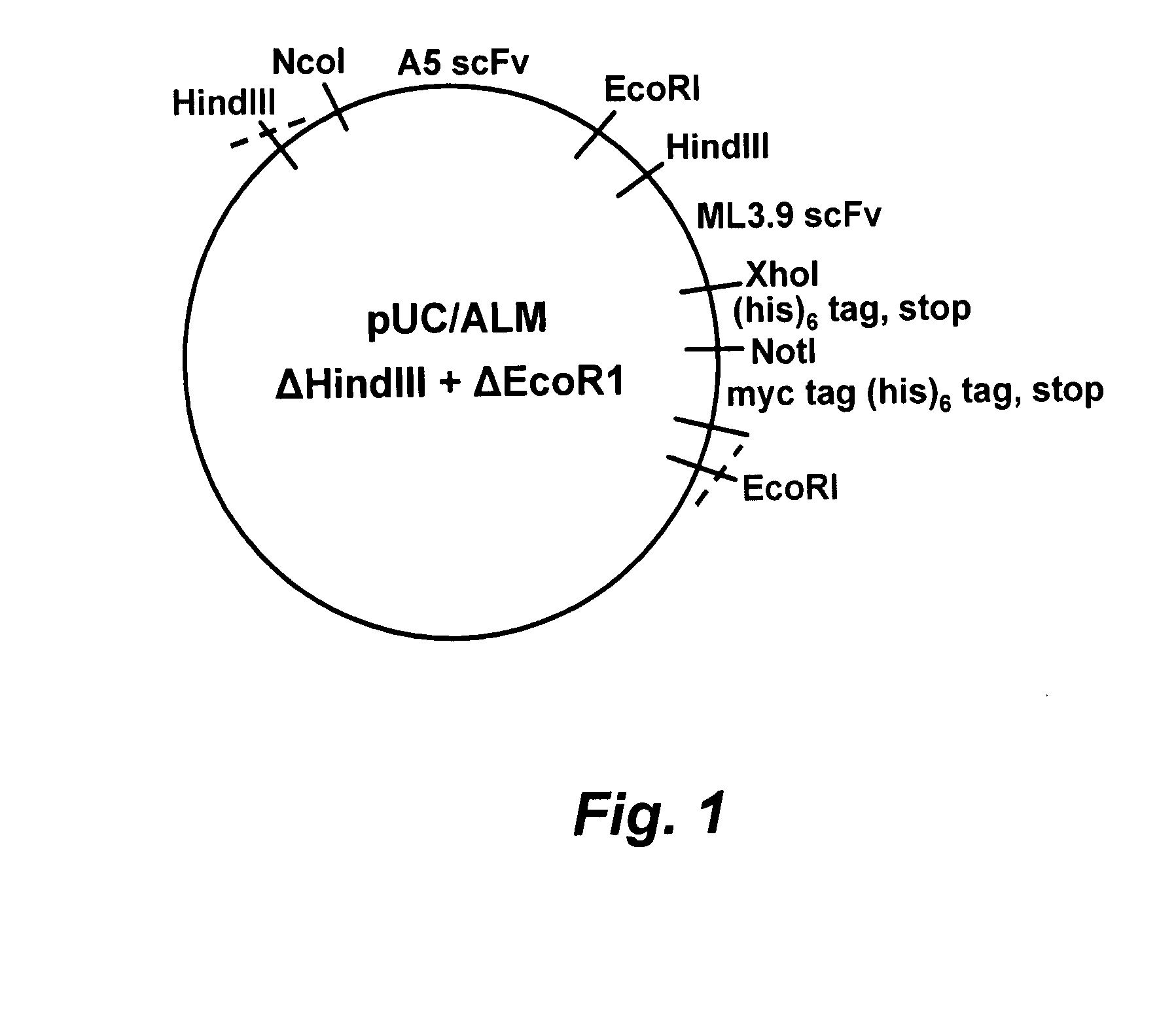 Anti-egfr family antibodies, bispecific Anti-egfr family antibodies and methods of use thereof