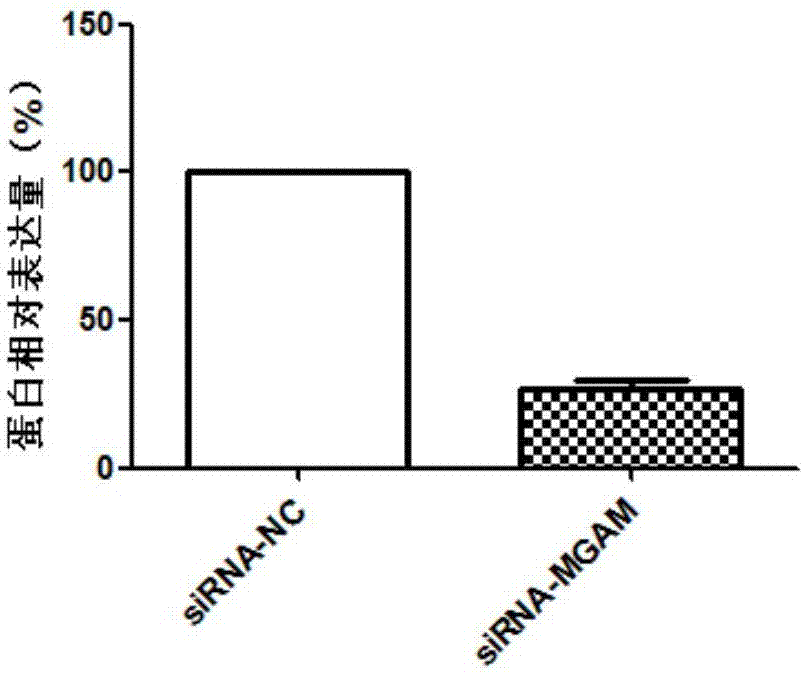 Biomarker for diagnosis and treatment of abdominal aortic aneurysms