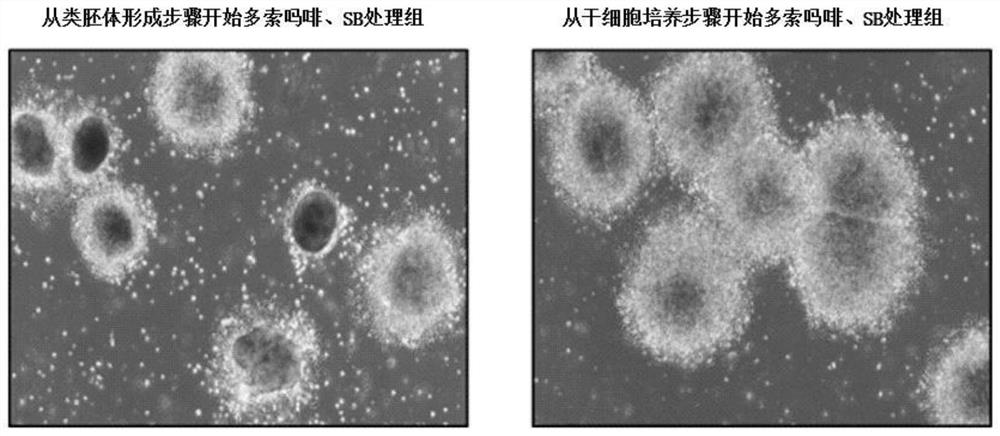 Method for inducing differentiation into dopamine neuronal precursor cells from stem cells