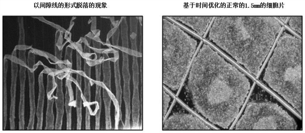 Method for inducing differentiation into dopamine neuronal precursor cells from stem cells