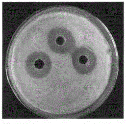 New brevibacillus brevis strain, cultivation method and application of new brevibacillus brevis strain