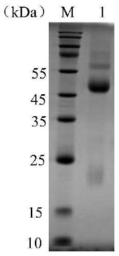 Hybridoma cell strain, monoclonal antibody with resistance of serine protease of trichinella spiralis in intestinal stage generated from hybridoma cell strain and application thereof