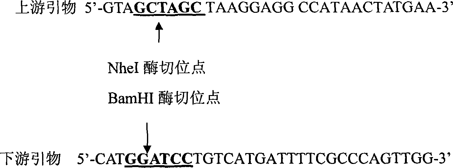 1,3-propylene glycol redex enzyme isoenzyme variant gene gln202ala and uses thereof