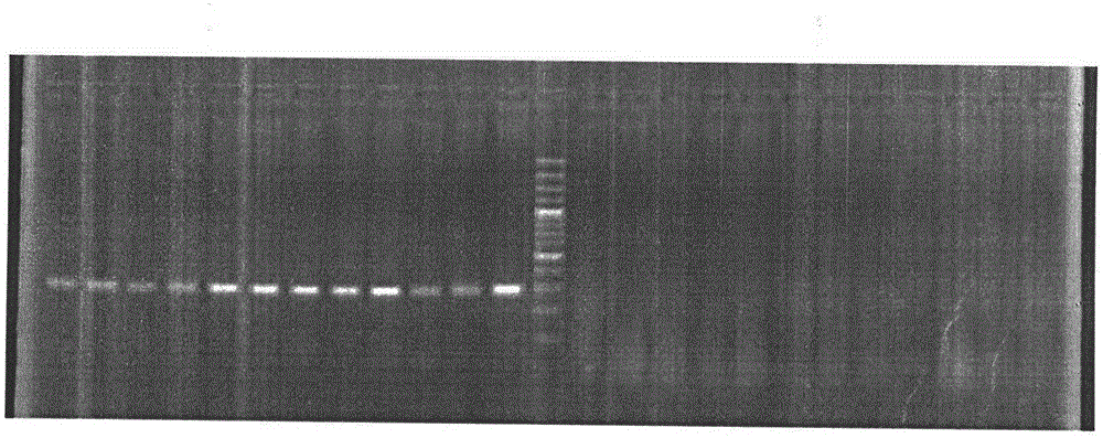 Sturgeon sexuality difference molecular marker and application thereof