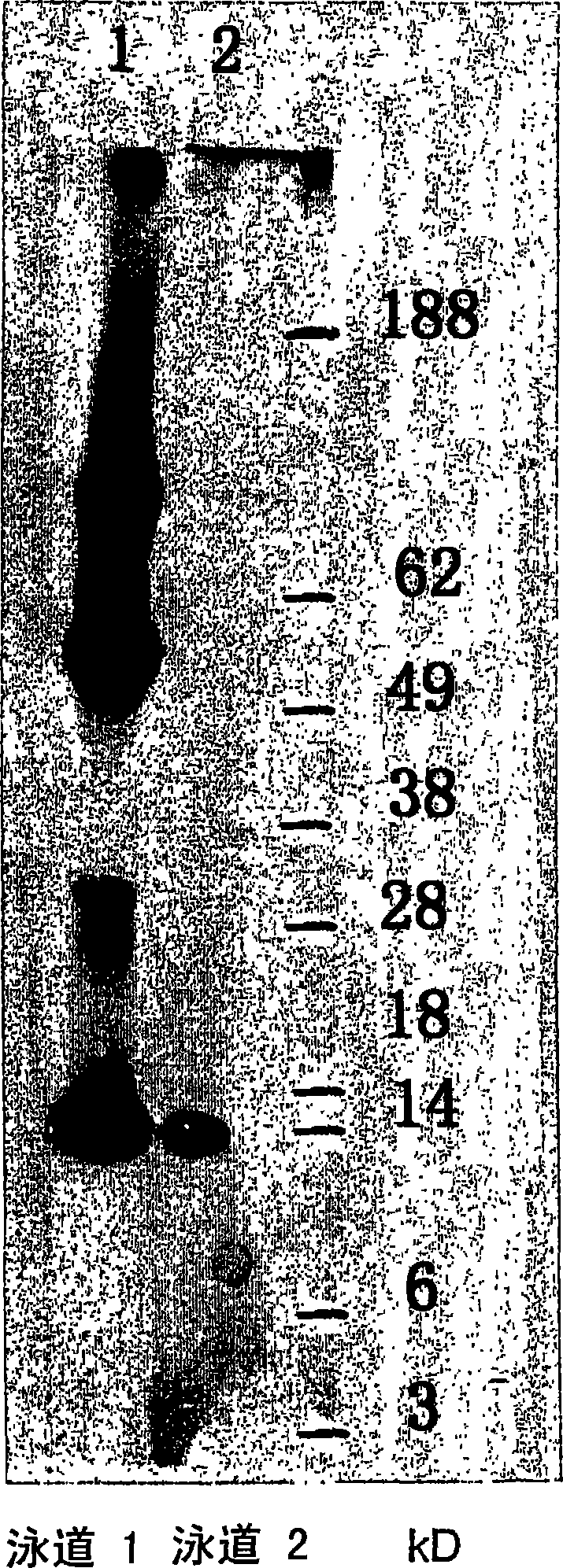 Native immunoglobulin binding reagents and methods for making and using same