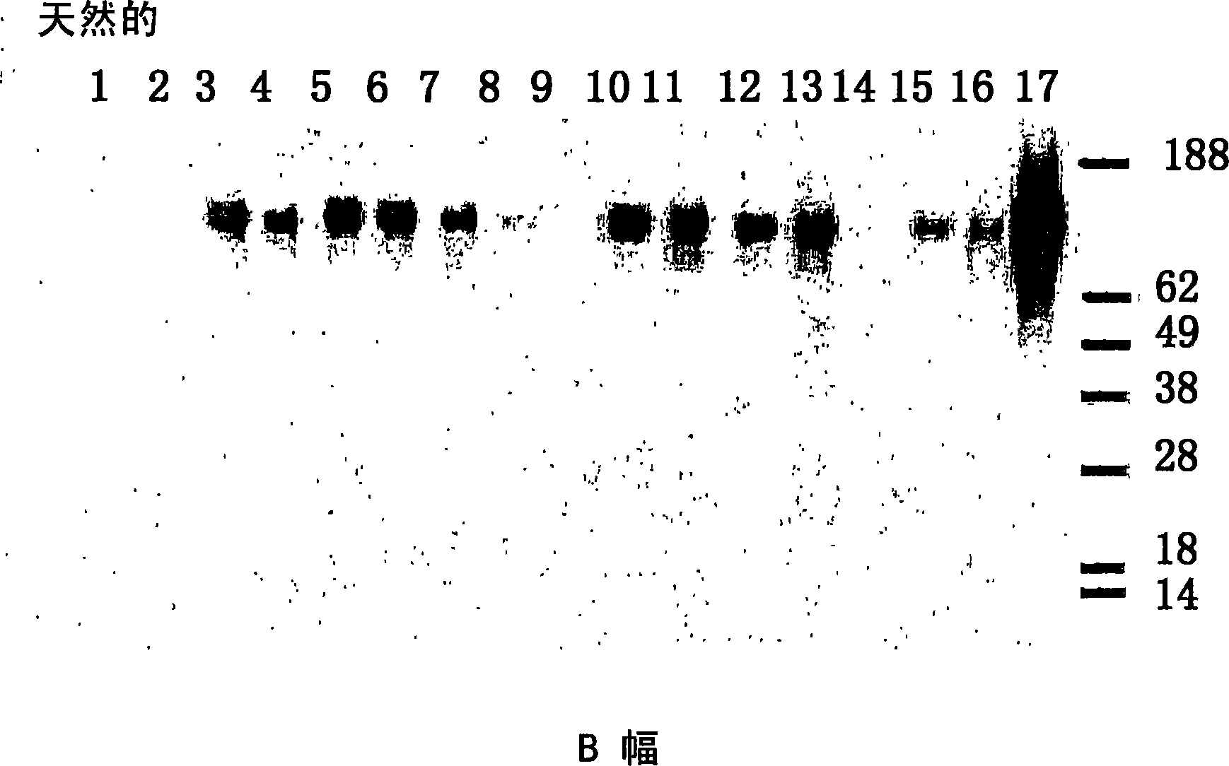 Native immunoglobulin binding reagents and methods for making and using same