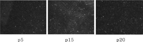 A culture medium for maintaining the pluripotency of human amniotic epithelial stem cells