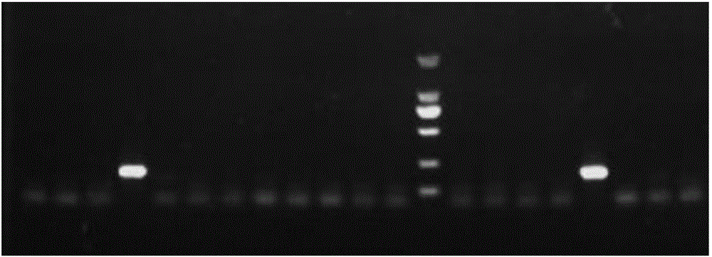 Nested primer for early warning of cultured and wild Portunus trituberculatus microsporidium infection, and application thereof