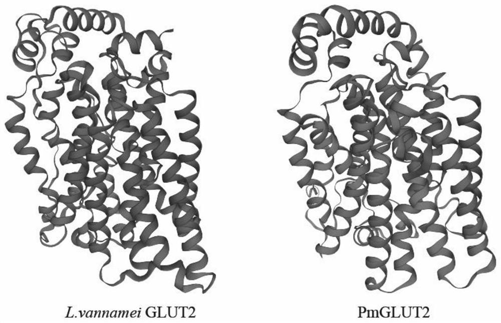 A kind of pm GLUT2 gene of Penaeus monodon and its application