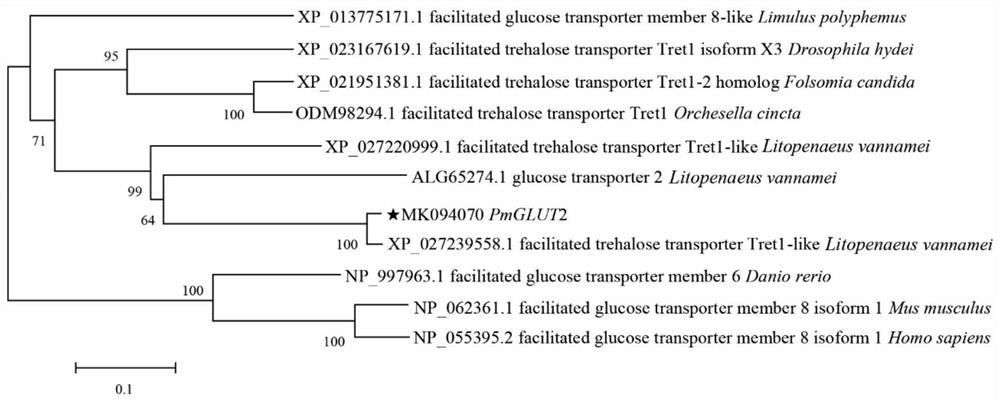 A kind of pm GLUT2 gene of Penaeus monodon and its application