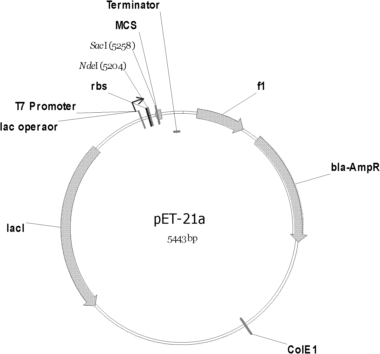 A method for preparing a recombinant Prevotella asparaginase