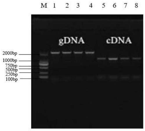 Grifola frondosa UDP-glucose pyrophosphorylase and application thereof