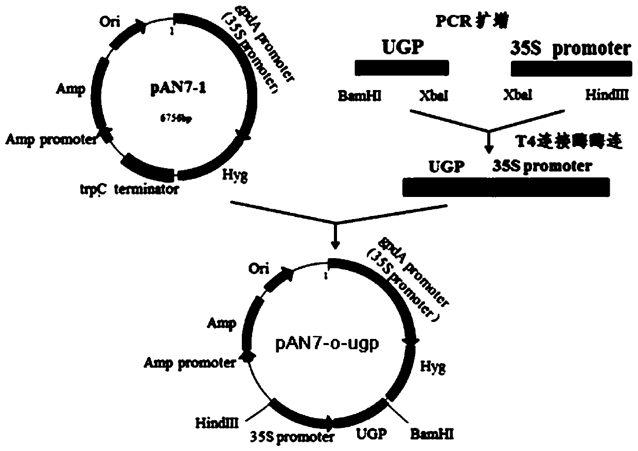 Grifola frondosa UDP-glucose pyrophosphorylase and application thereof