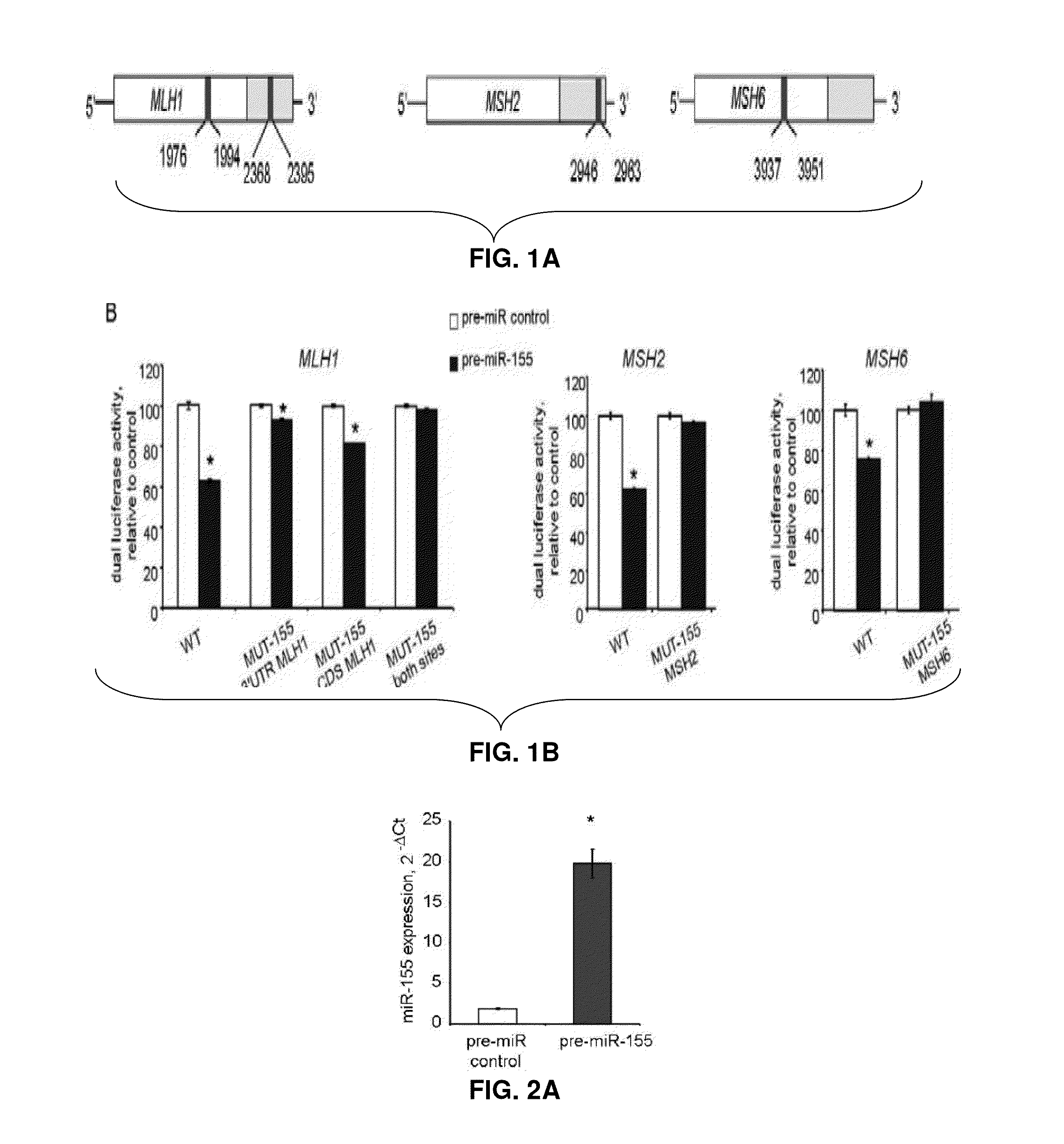 Materials and Methods Related to Modulation of Mismatch Repair and Genomic Stability by miR-155